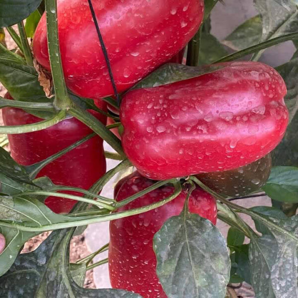 cropyi